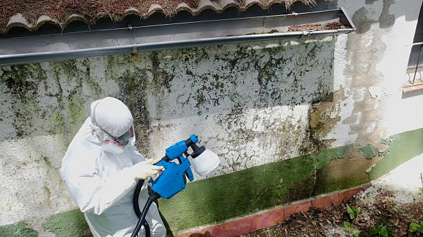 Top rated local Mold Cleanup specialists in Flintstone, MD